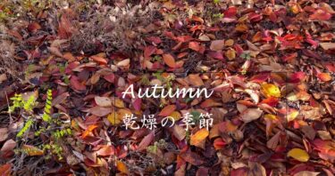 秋は「肌＝触角＝ヴァータ」を実感する季節